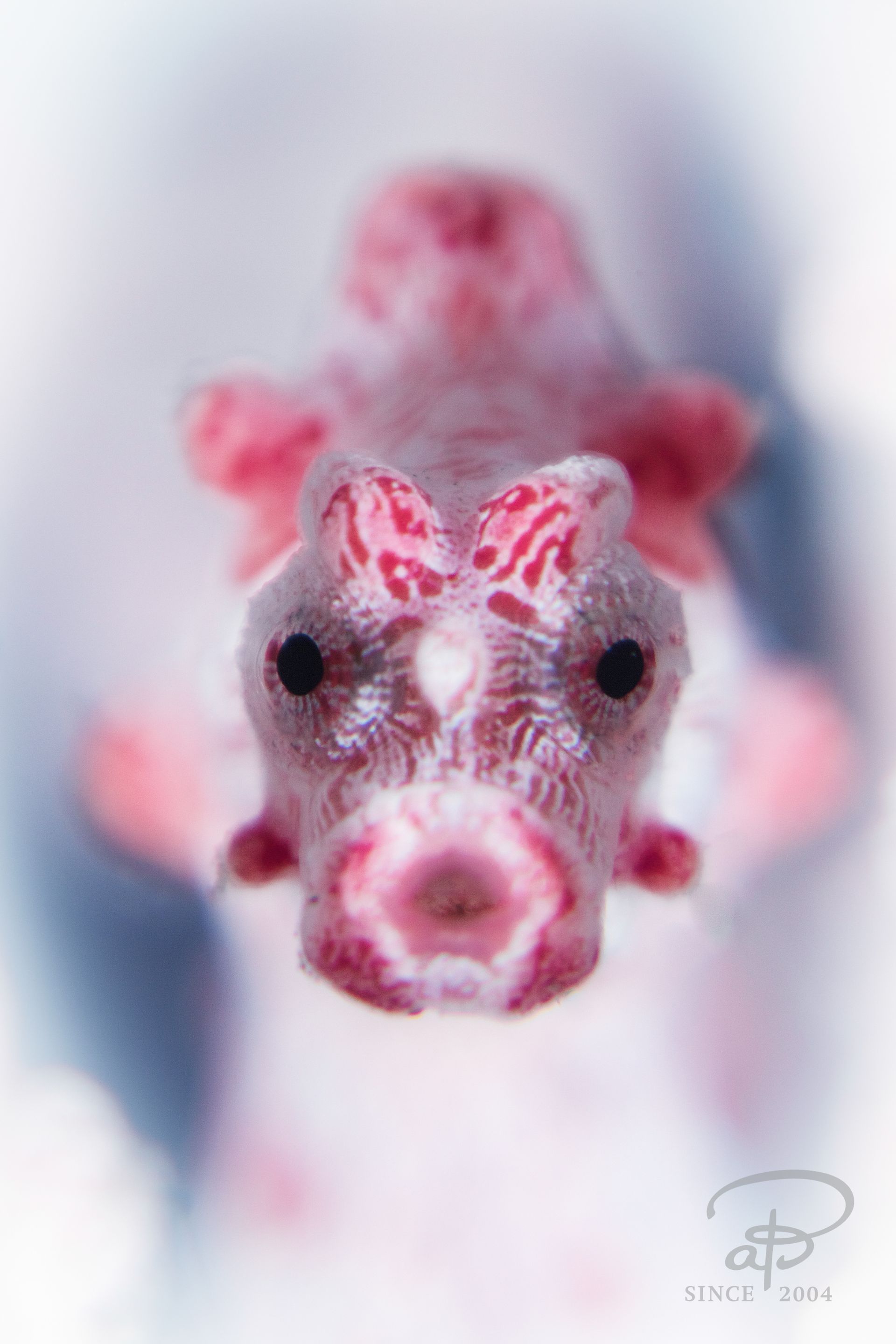 Pink pygmy seahorse, top-down view, with a blurred background.