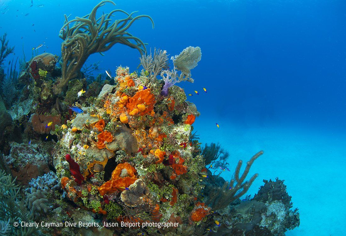 Coral reef in clear blue water with various colored coral and sponges.