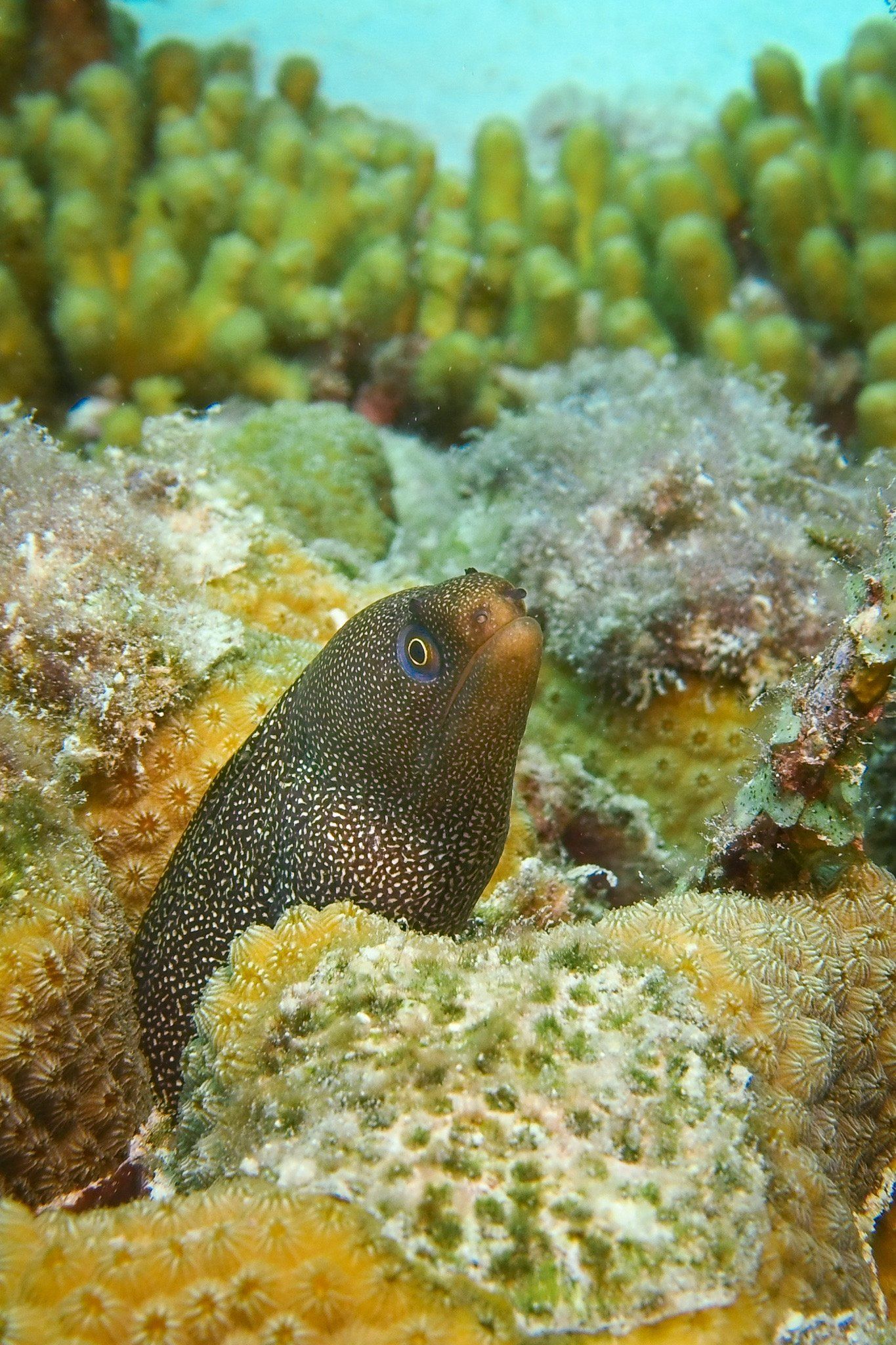 Spotted moray eel peering out from coral reef. Brown and white pattern, blue eye.