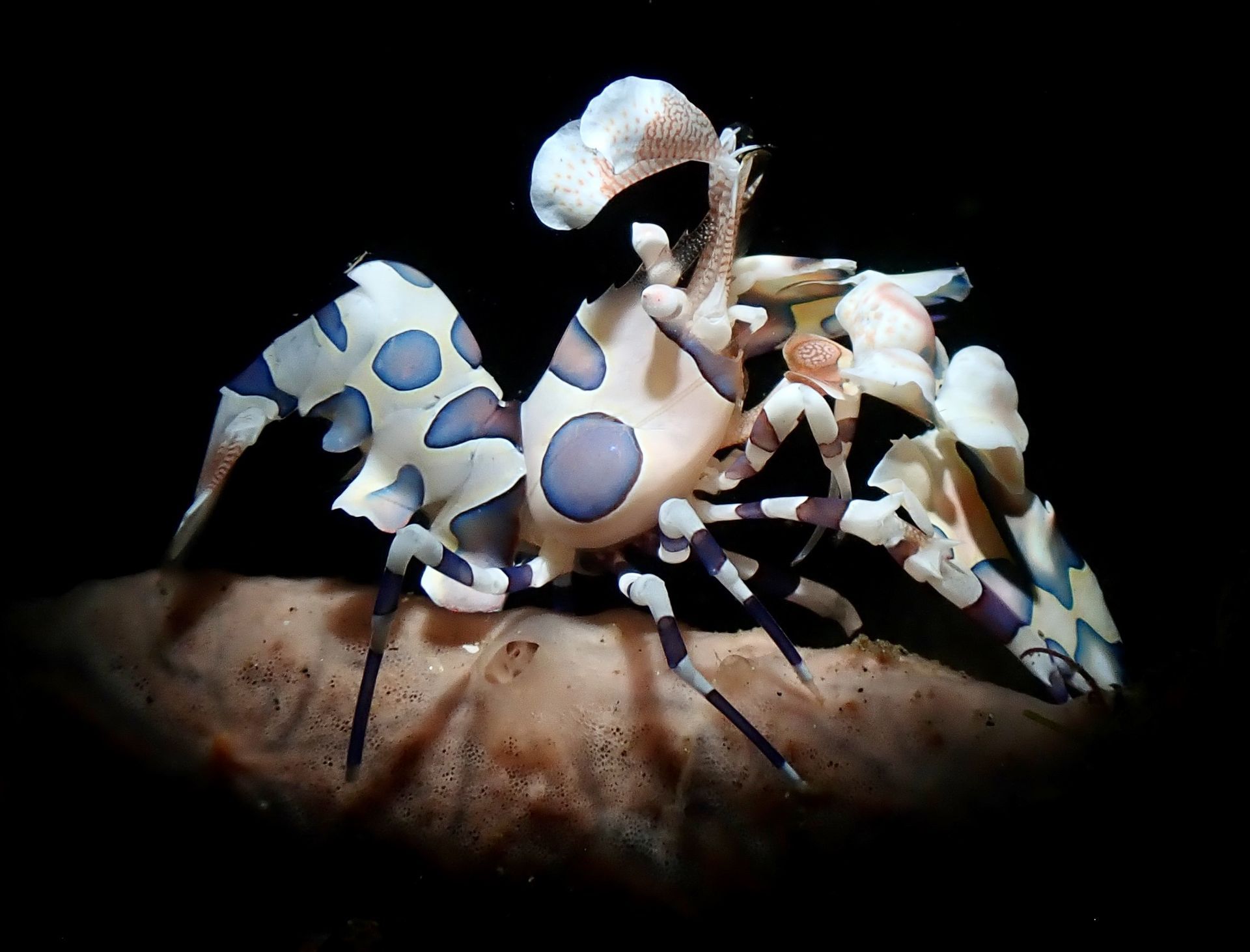 Harlequin shrimp with white body, blue spots, and feathery claws on a dark surface.