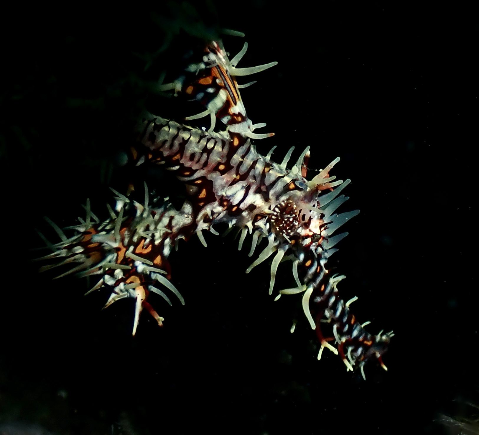 A colorful ornate ghost pipefish with spiky appendages against a dark background.