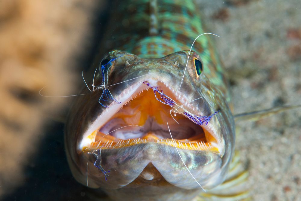 Fish with open mouth, displaying teeth. It is green and brown, underwater.
