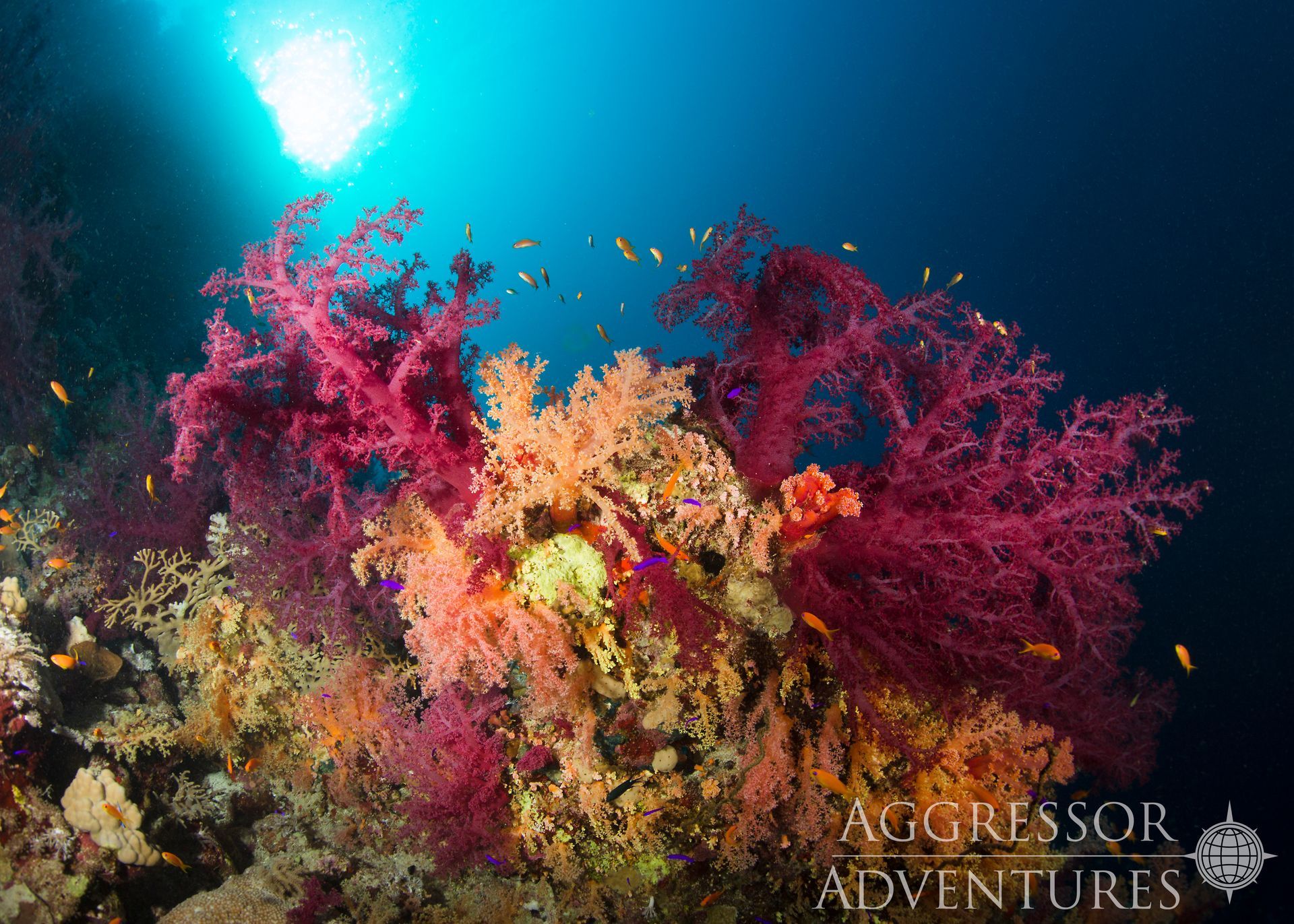 Underwater view of vibrant coral reef with colorful soft corals and fish; sunlit water.