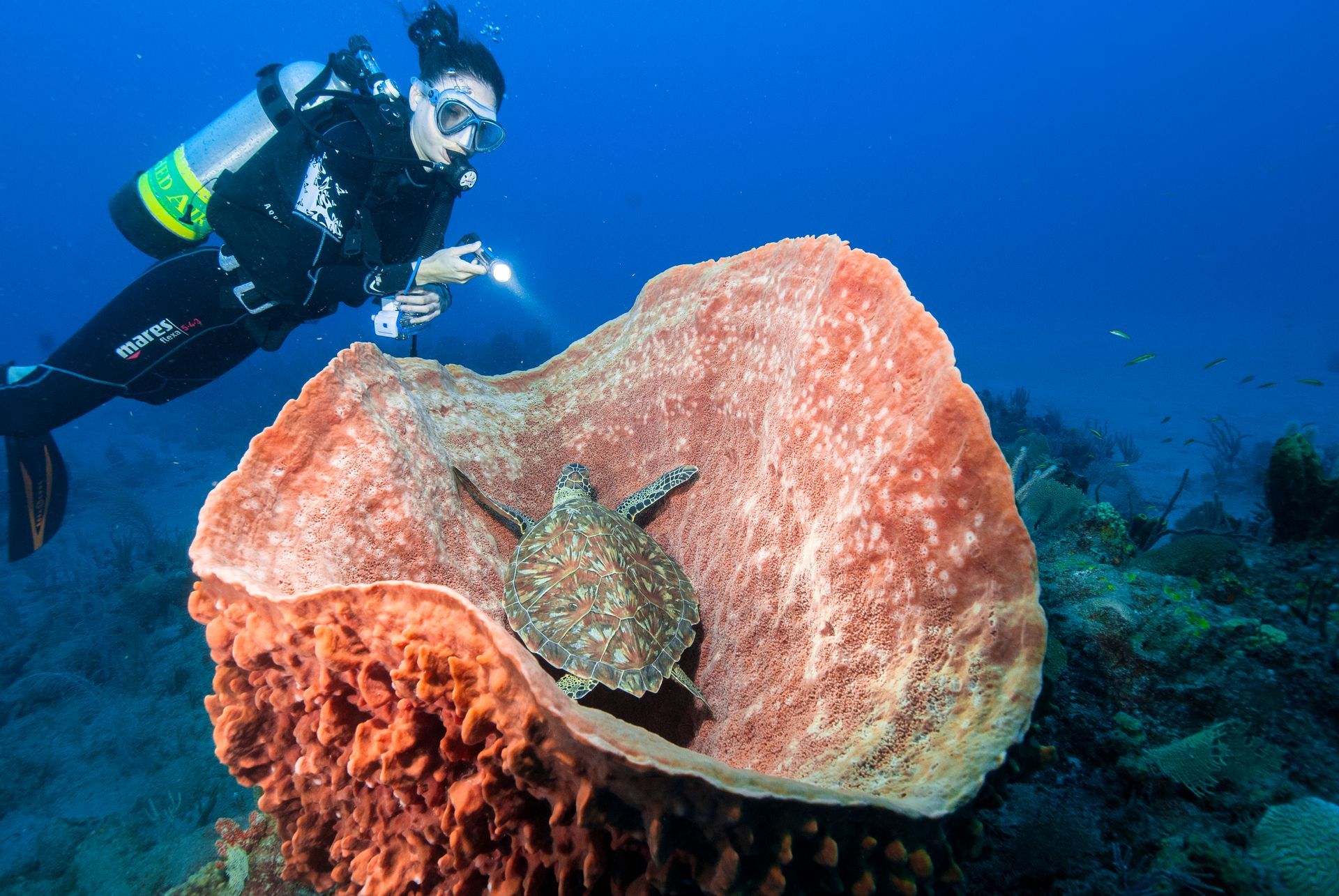 Scuba diver shines light on sea turtle resting inside a large, orange sponge underwater.