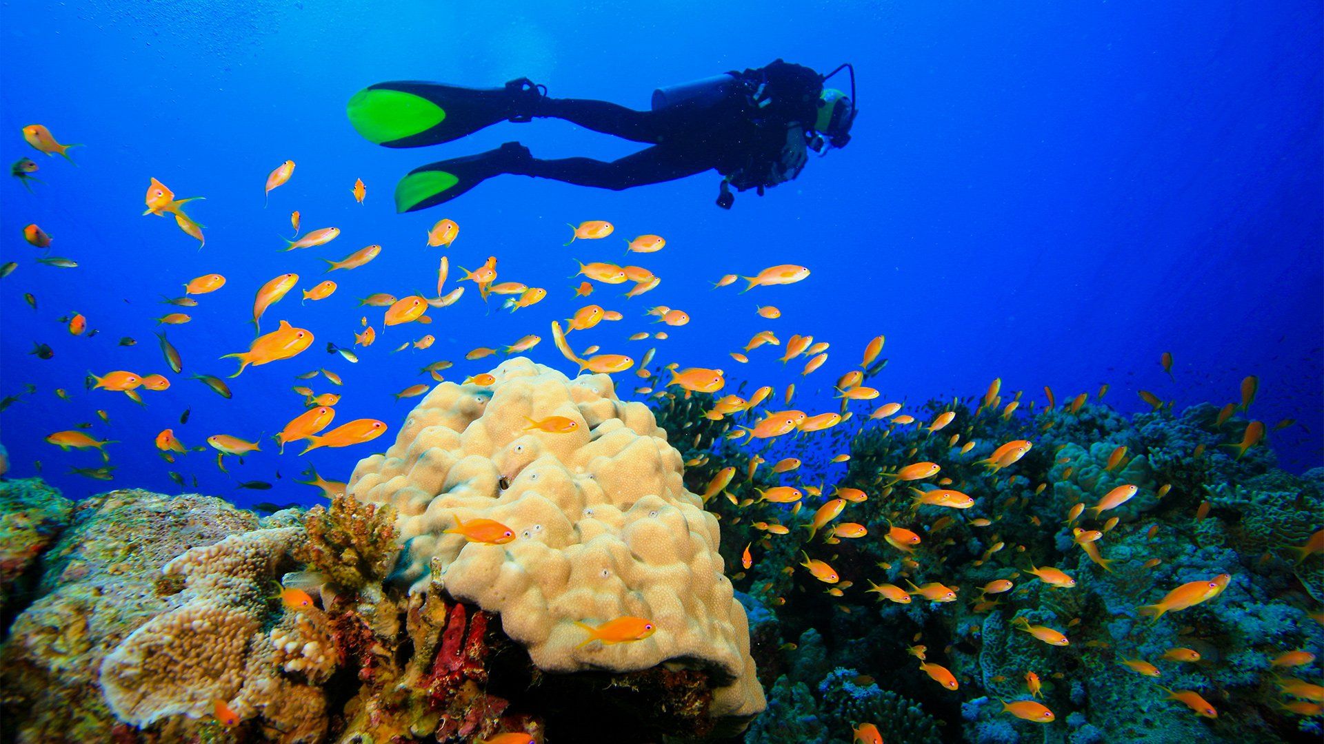 Scuba diver swims above a vibrant coral reef, surrounded by schools of orange fish in blue water.