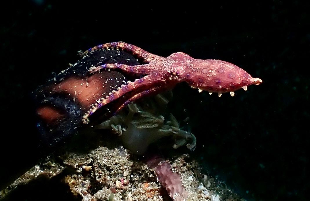 Purple octopus perched on a dark, rocky surface, tentacles extended in the dark water.