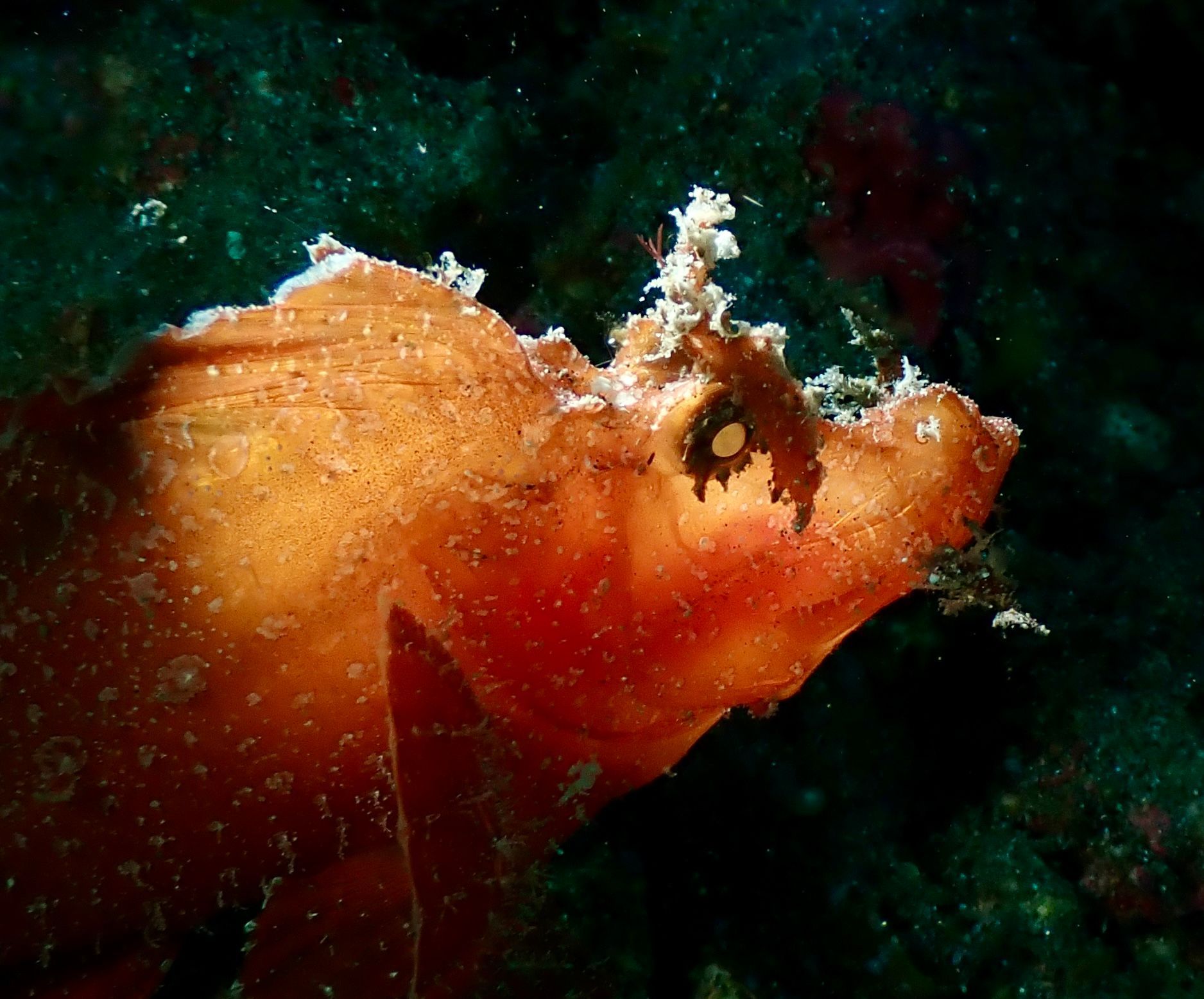 Orange leafy scorpionfish camouflaged against dark reef.