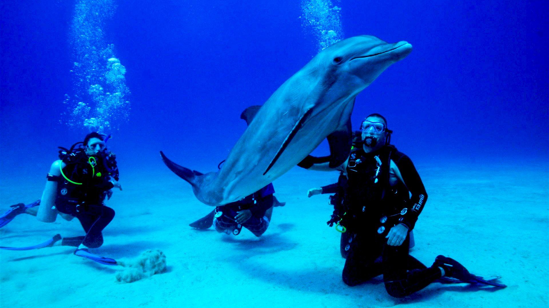 Divers swim underwater with a dolphin in a blue sea.