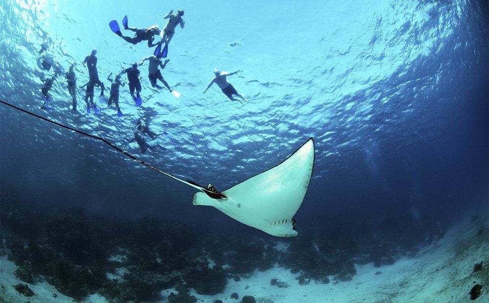 Divers swim near a large manta ray in clear blue ocean water.