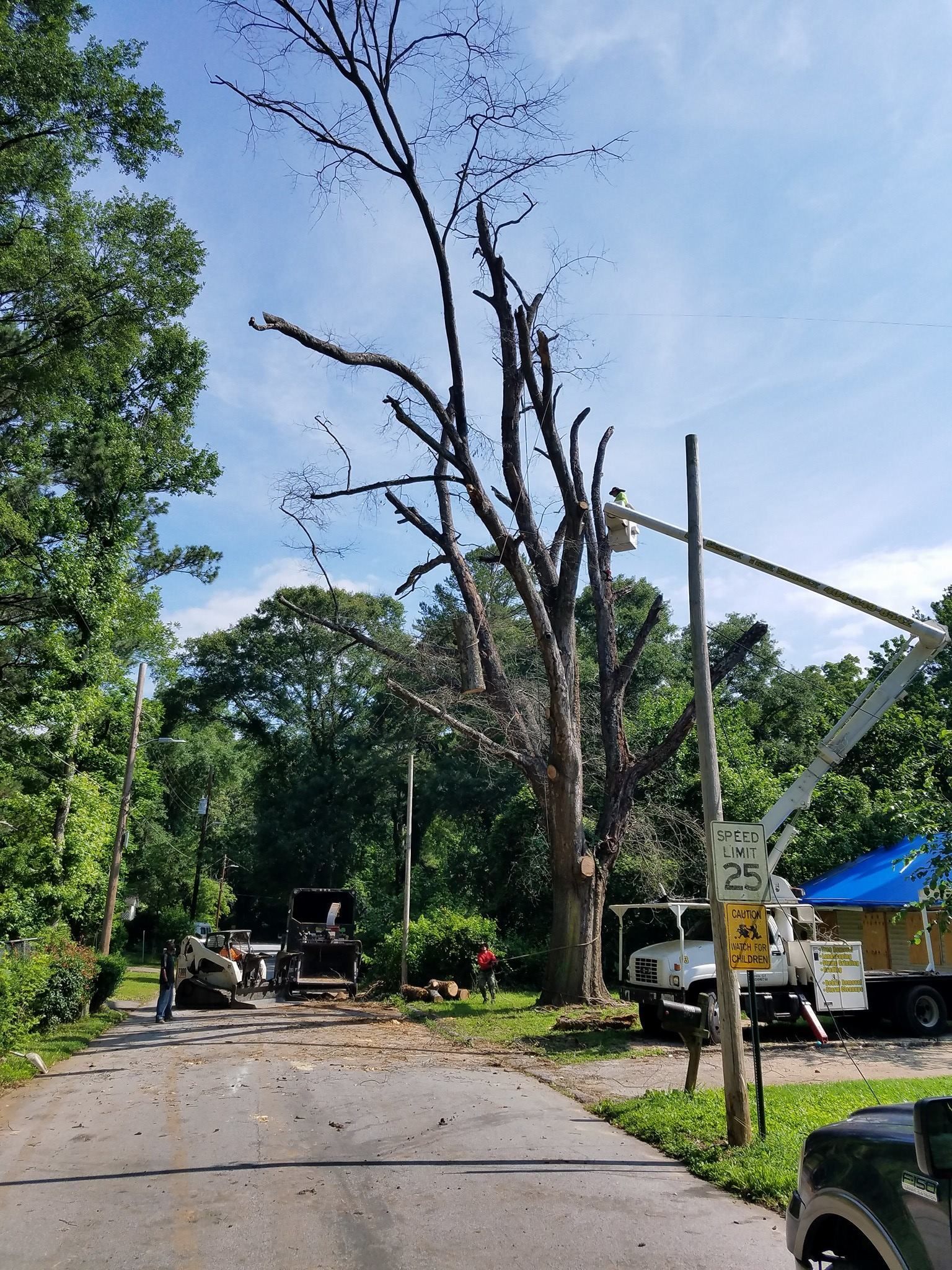 A tree is being cut down on the side of the road.