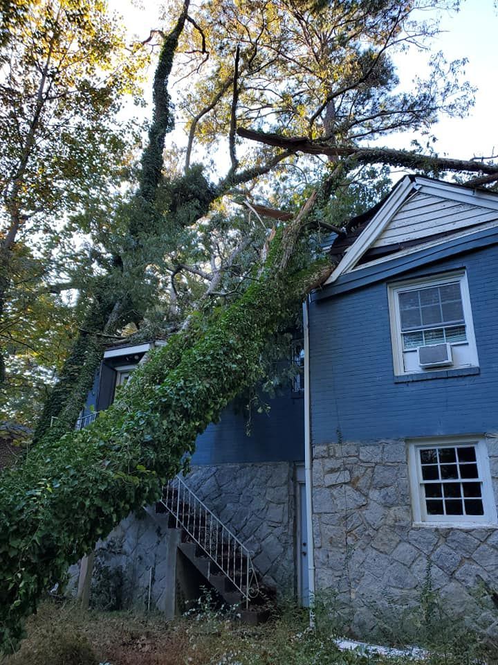 A large tree has fallen on top of a blue house.