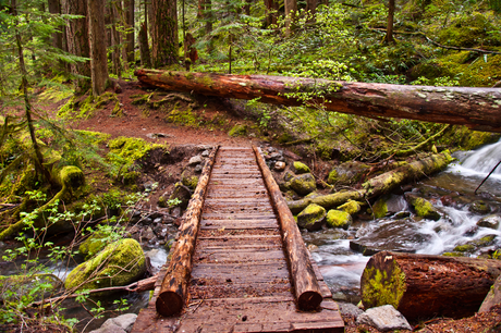 Wooden footbridge over a stream in a forest, with a fallen log overhead.