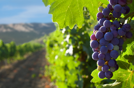 Bunch of purple grapes hanging in a vineyard with green leaves and rows of vines.