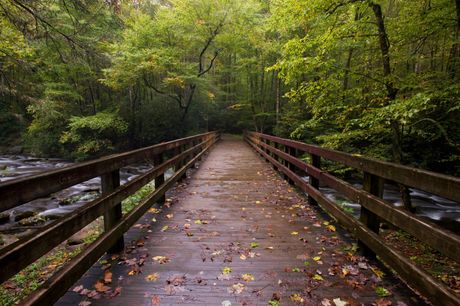Wooden bridge over a stream in a green forest, with fallen leaves on the path.