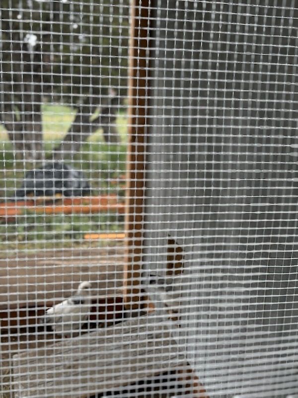 Birds perched on a window ledge behind a mesh screen, with a tree and bench visible outside.
