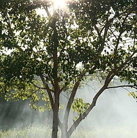 Sunlight filtering through a leafy tree in a misty, green outdoor scene