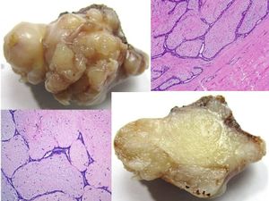 Exámenes de laboratorio especiales