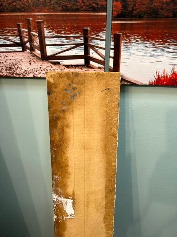 mold growing on carpet and baseboards in st. louis, mo home