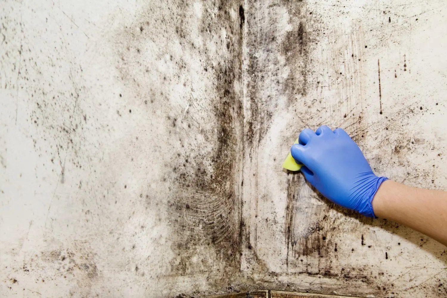 Mold Testing