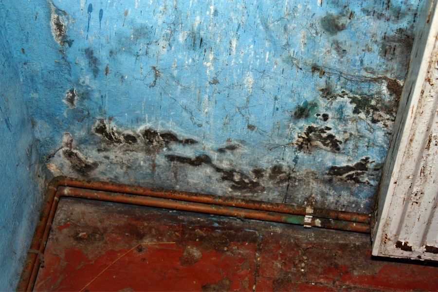 Basement wall showing mold growth from moisture damage