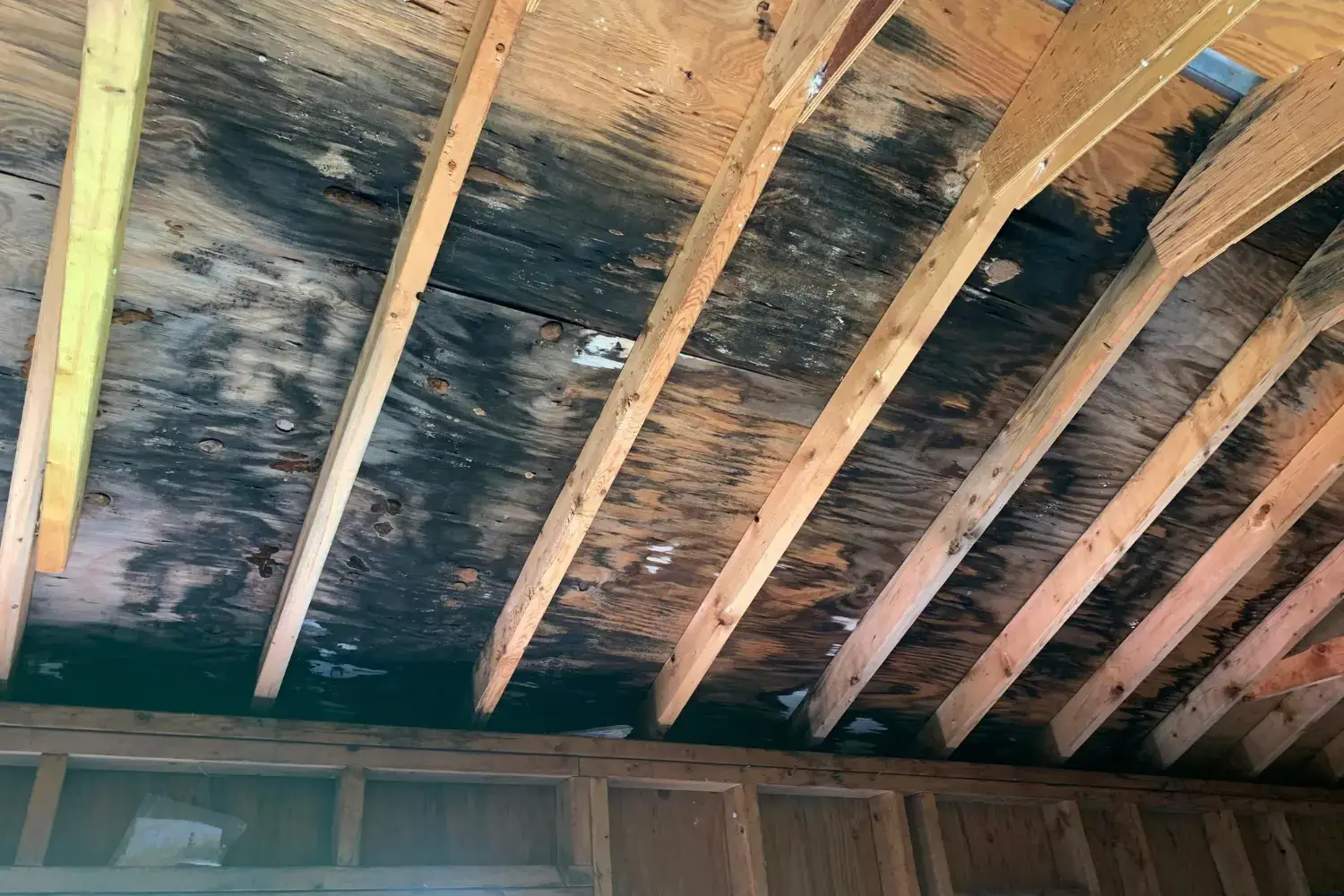 Mold Removal in Kansas City