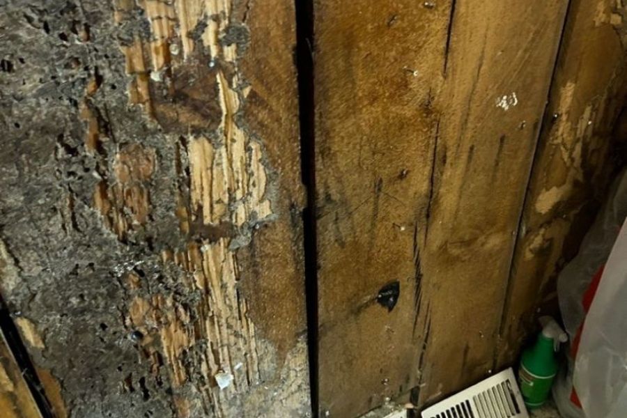 Mold and bacterial growth behind drywall after prolonged water damage in a St. Louis home
