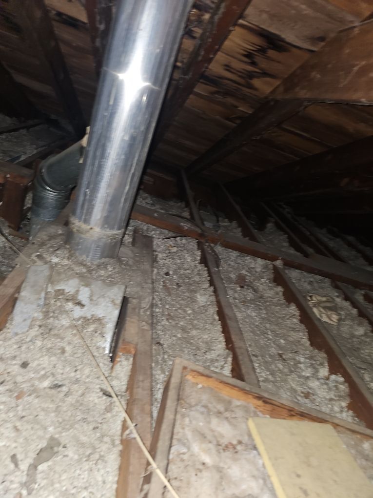 Mold-damaged attic after damaged insulation from raccoons in St. Louis