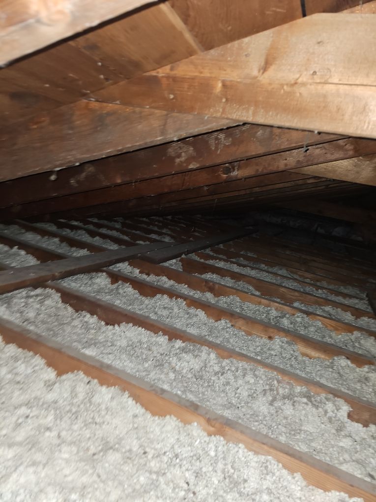 Mold-damaged attic in a St. Louis home after raccoon infestation