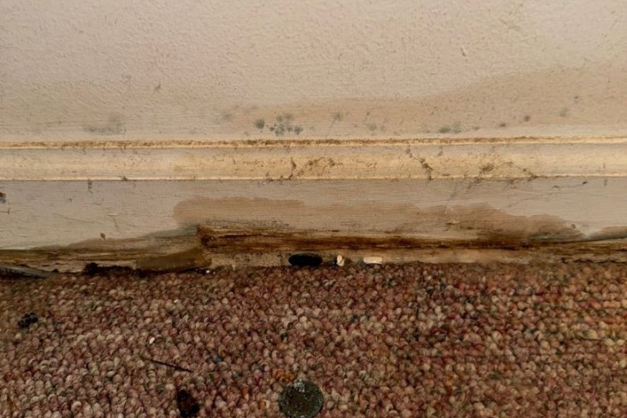 Mold growth on baseboards following water damage in a home