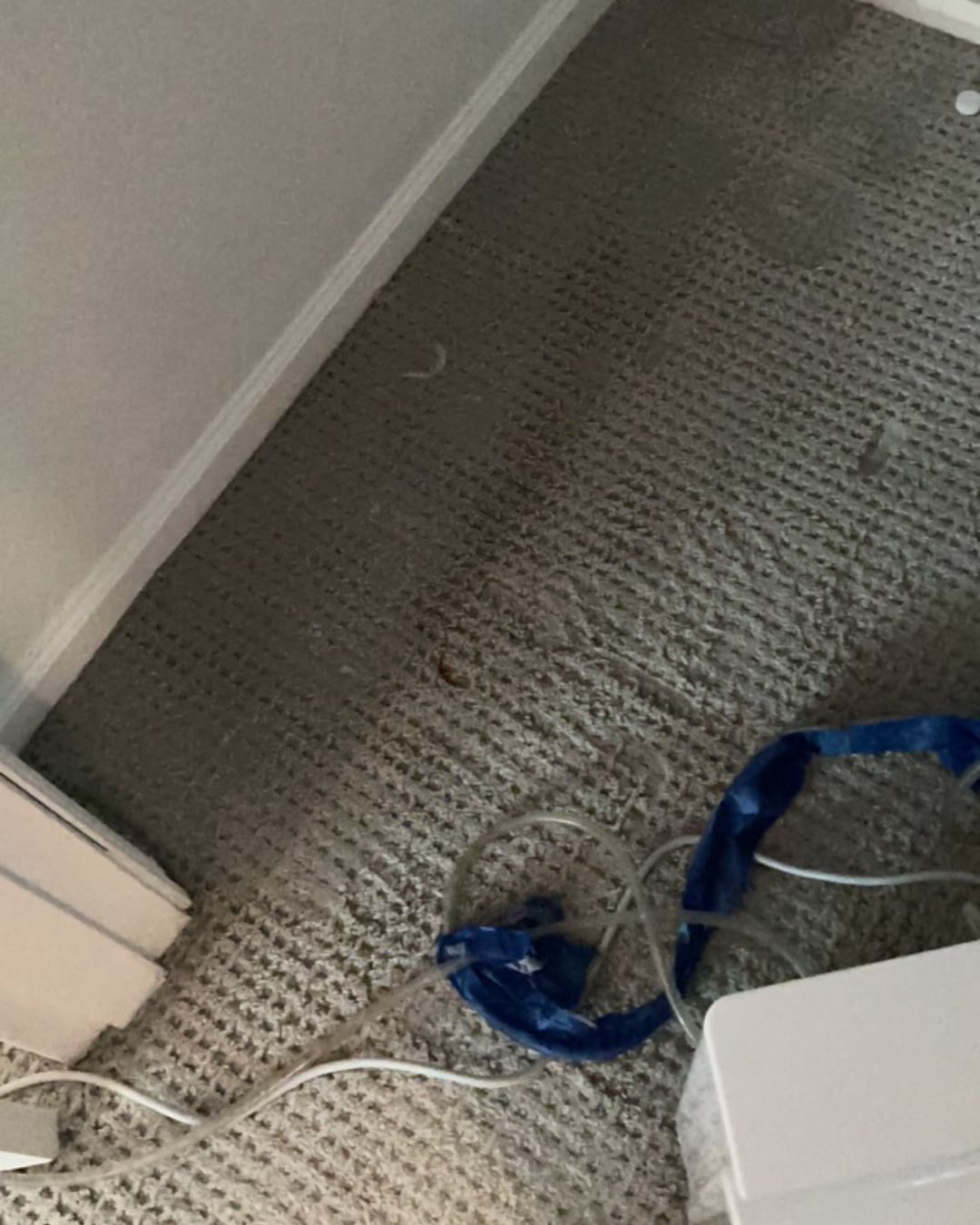 Moisture-affected carpet area in flooded basement