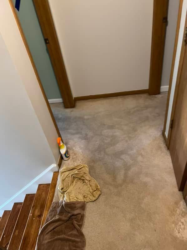 water logged carpet in st. louis, mo home