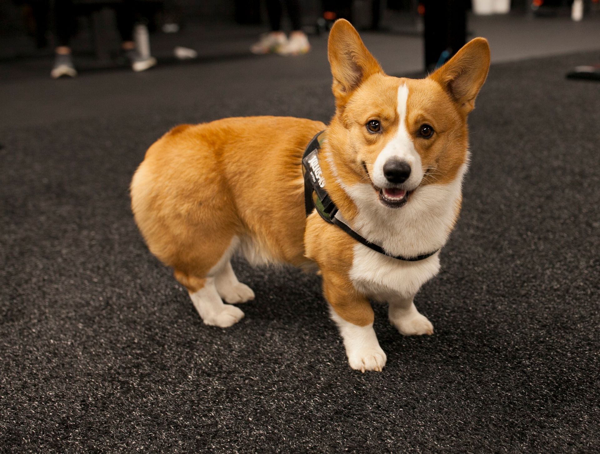 Corgi with tan and white fur, wearing a harness, smiles at the camera on dark flooring at Vitality Athletics in Ephrata, PA.