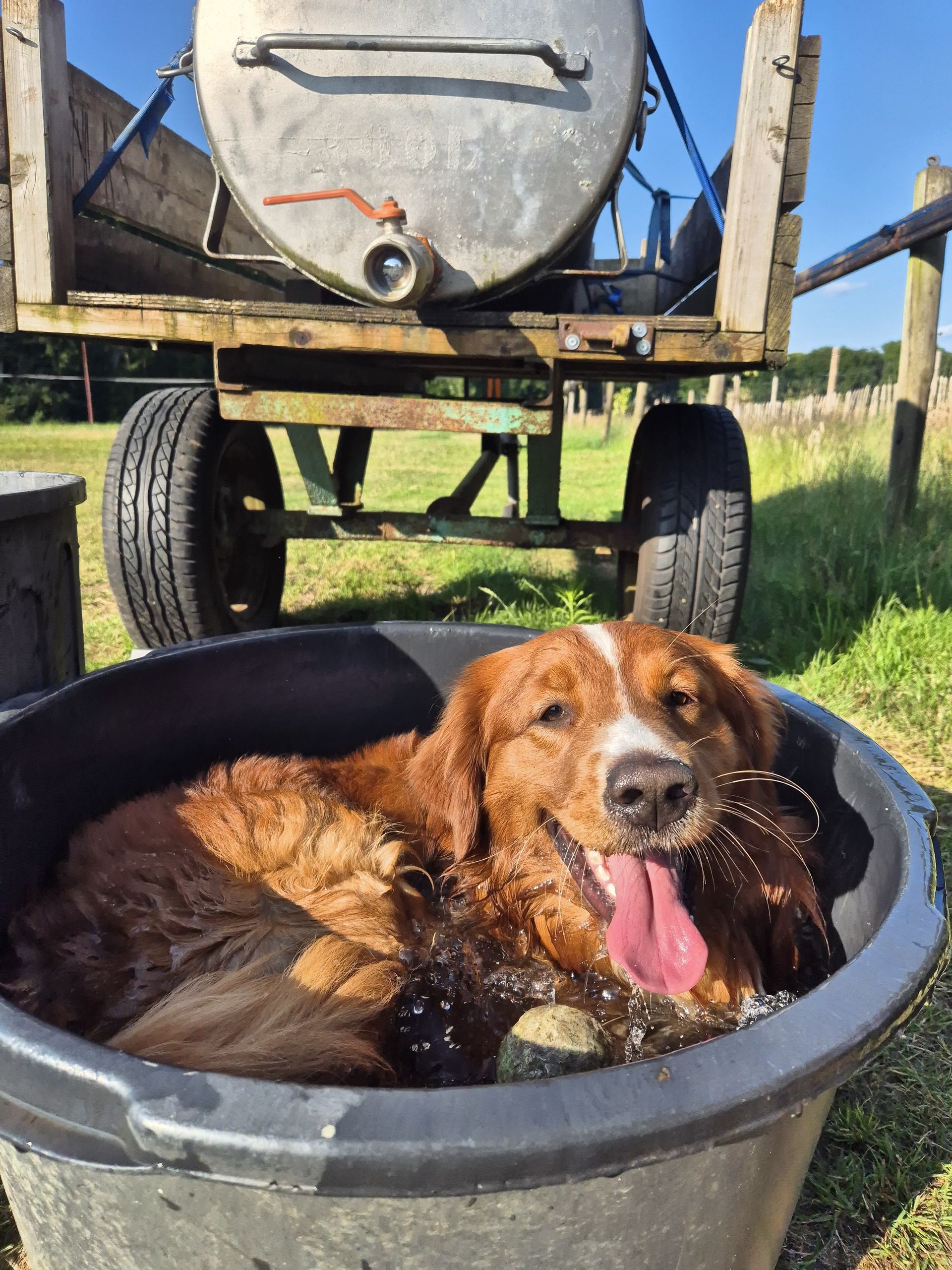A dog is laying in a bucket of water cooling off after heat stress