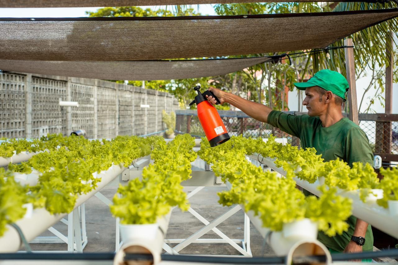 funcionário cultivando alface em sistema de hidroponia e aplicando pulverizador nas plantas