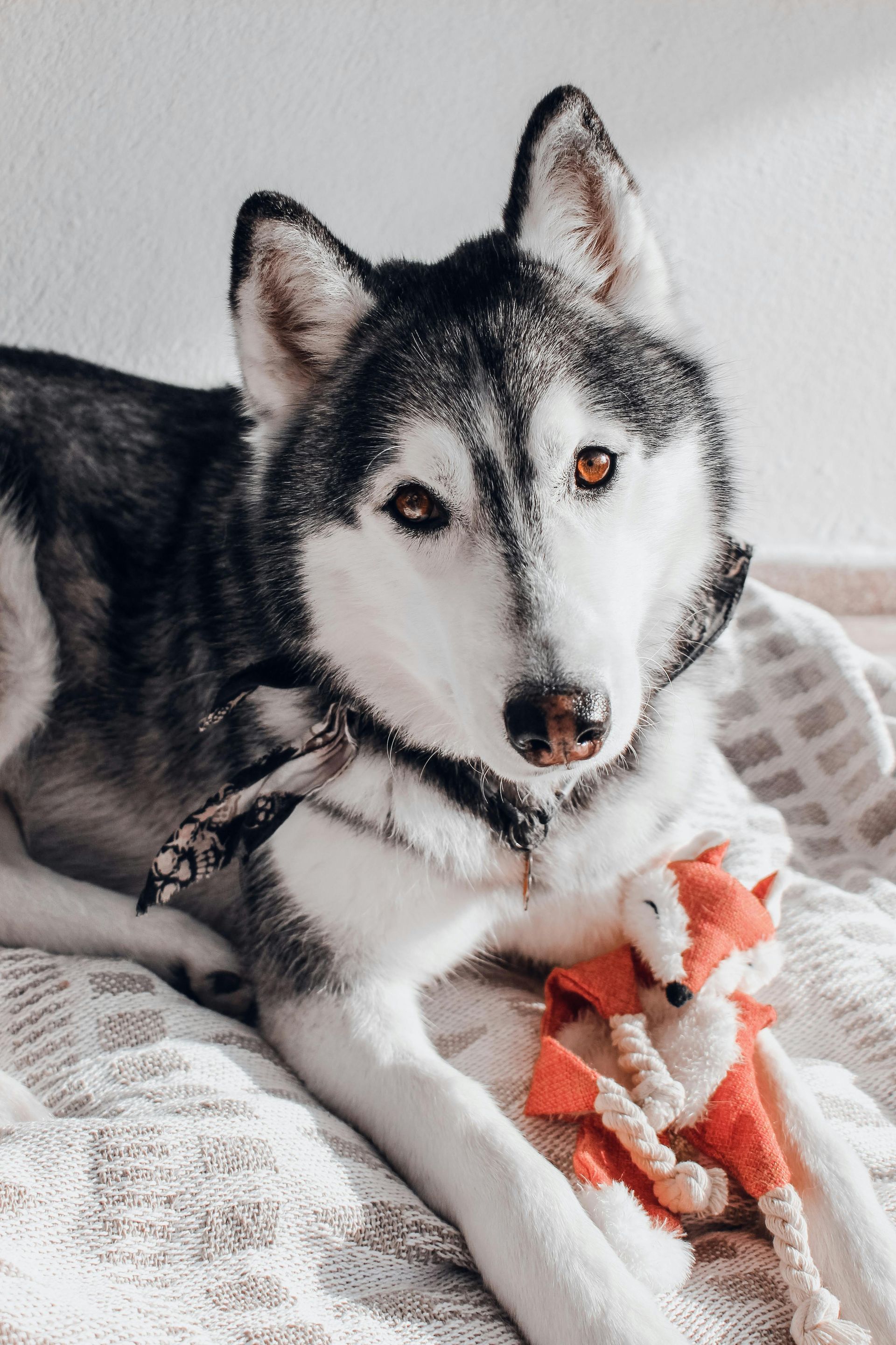 dog groomers available Near Fargo