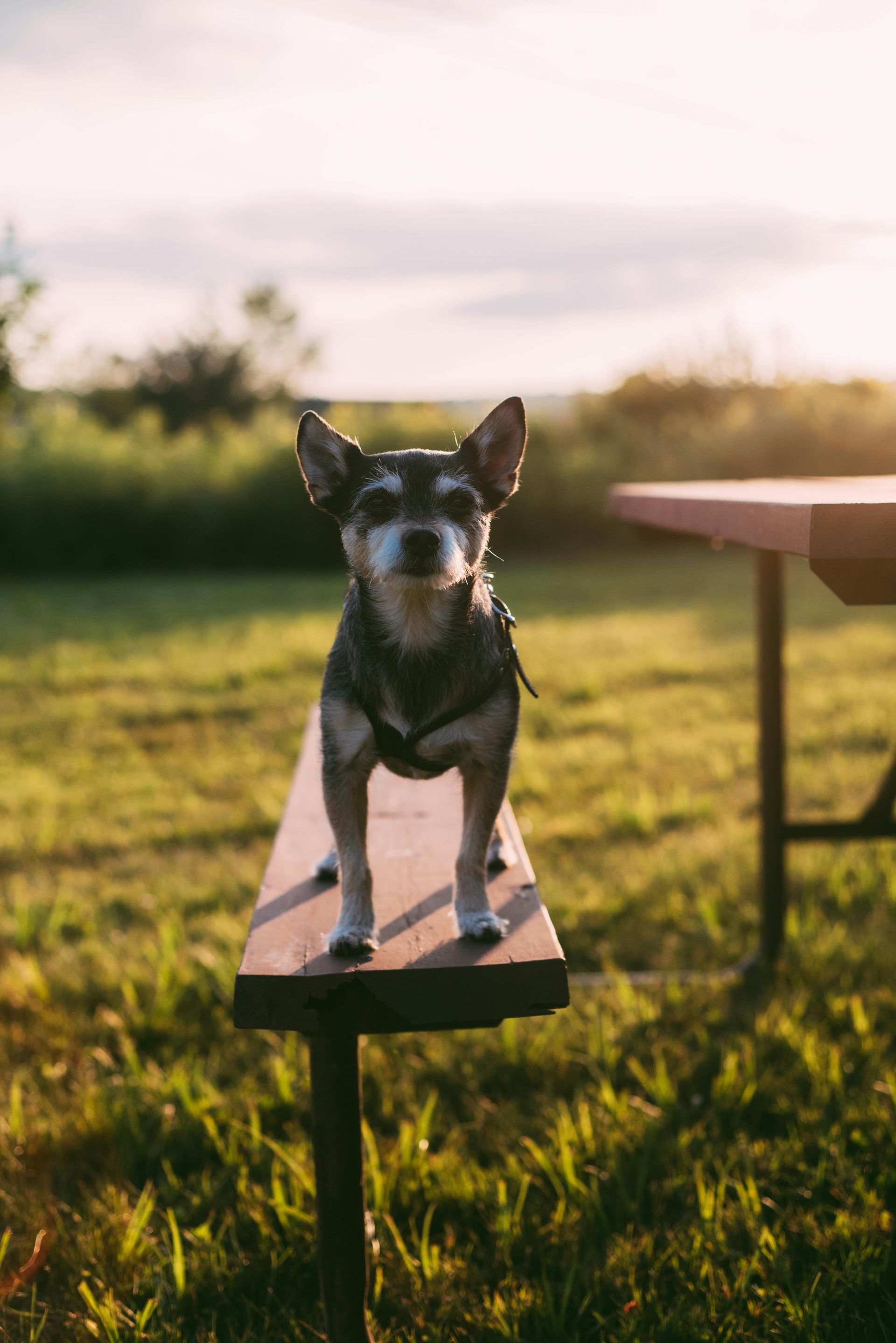 dog groomers