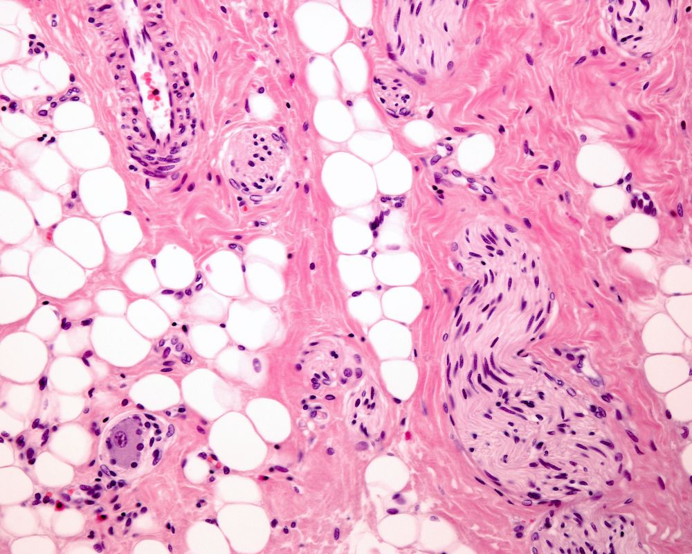Histology Lab Microscopy Of Tissue Types