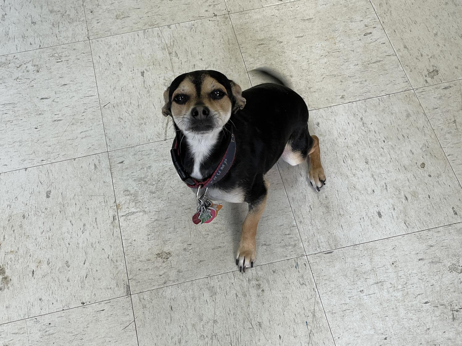 Cute Dog — Gardner, MA — Gardner Coins & Cards