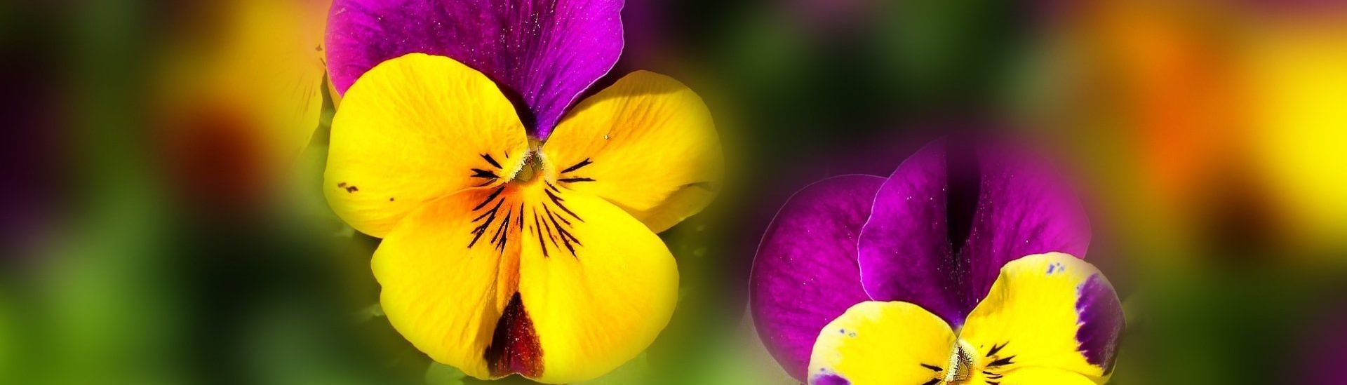Perennial flowers