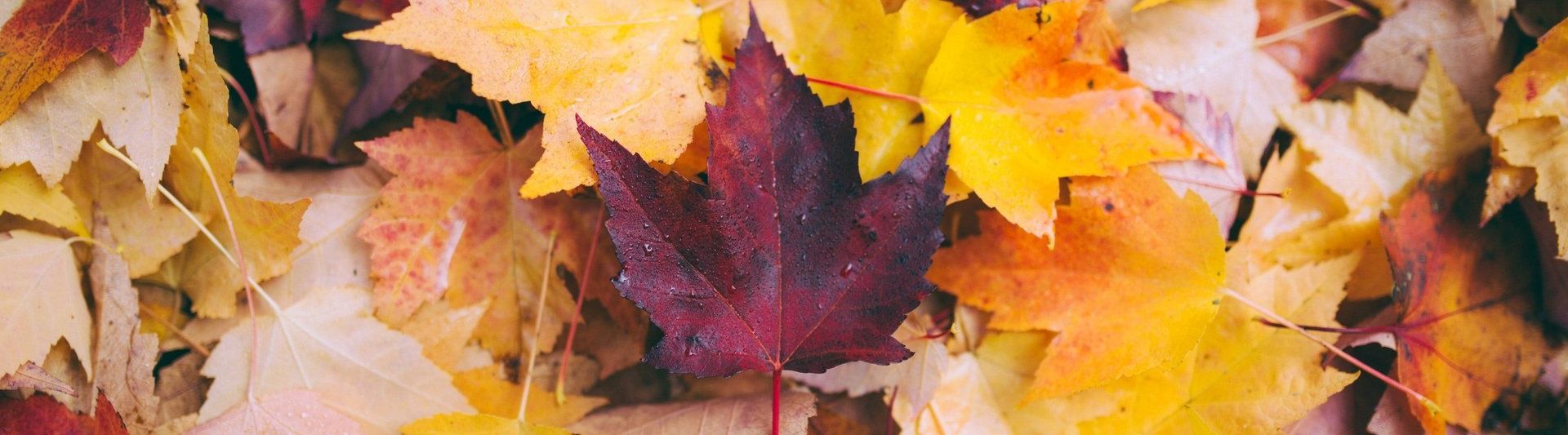 Colorful autumn leaves