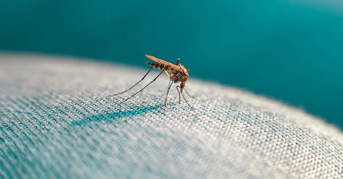 Can Mosquitoes Bite Through Clothes?
