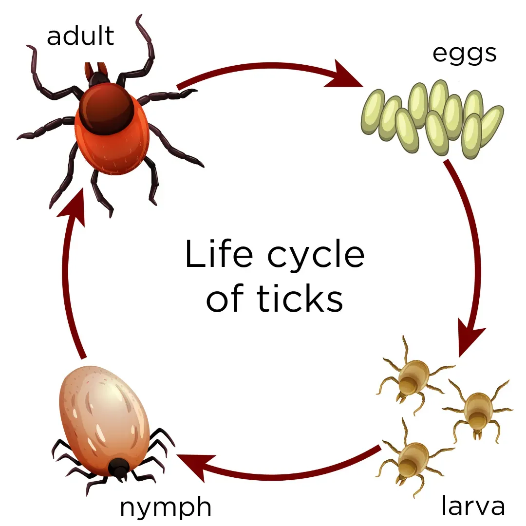 Understanding The Tick Life Cycle All For One