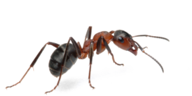 ANTS