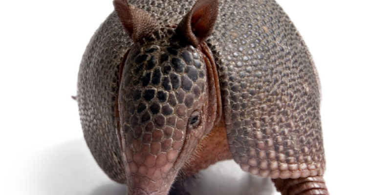 ARMADILLOS
