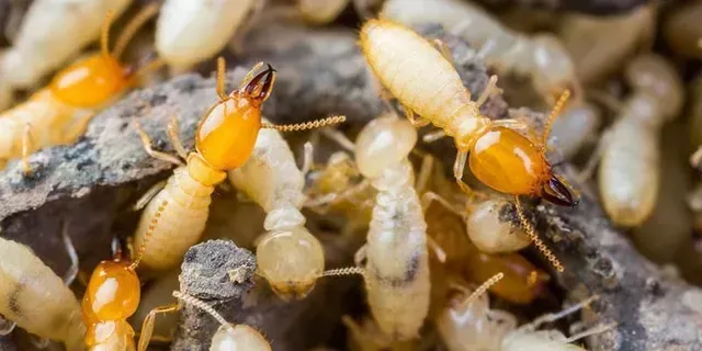 COMMON TERMITE MYTHS DEBUNKED COMMON TERMITE MYTHS DEBUNKED