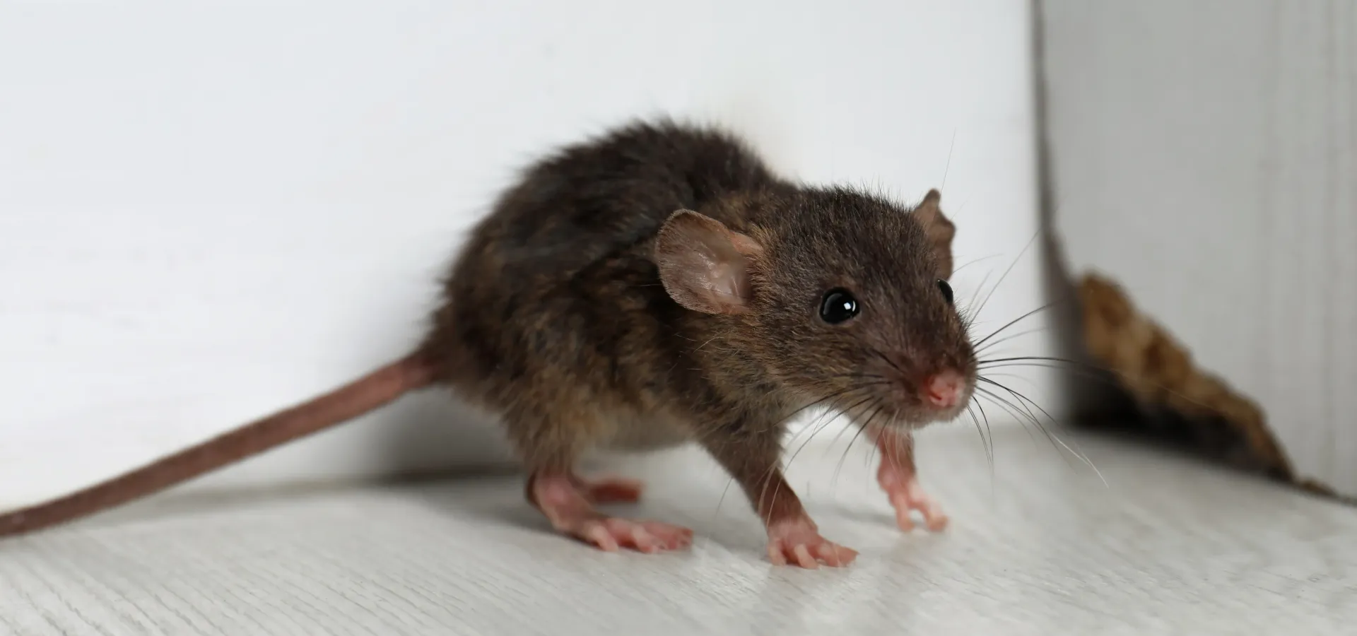 IT’S COLD AND MICE WANT IN; HELP KEEP THEM OUT IT’S COLD AND MICE WANT IN; HELP KEEP THEM OUT