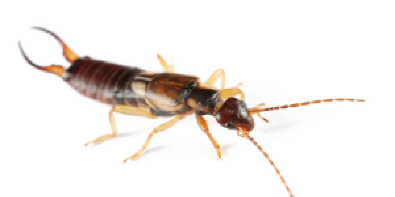 EARWIGS