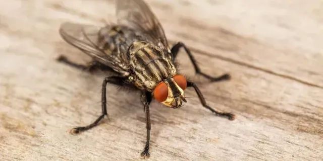 FLY POPULATIONS AROUND YOUR HOME