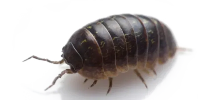 SOW BUG OR PILL BUG SOW BUG OR PILL BUG