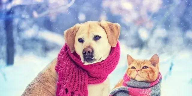COLDER TEMPS! PROTECT YOUR PETS COLDER TEMPS! PROTECT YOUR PETS